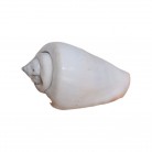 Concha Md Conus luhuanus