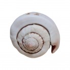 Concha Md Conus luhuanus