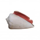 Concha Md Conus luhuanus