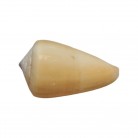 Concha Md Conus quercinus