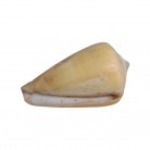 Concha Md Conus quercinus