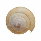 Concha Md Conus quercinus