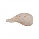 Concha Md Ficus gracilis
