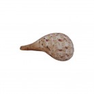Concha Md Ficus gracilis