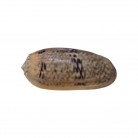 Concha Md Oliva vidua