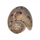 Concha Md Oliva vidua