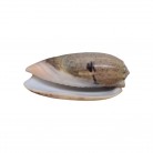 Concha Md Oliva vidua