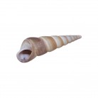 Concha Md Parafuso Turritella