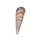 Concha Md Parafuso Turritella