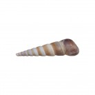 Concha Md Parafuso Turritella