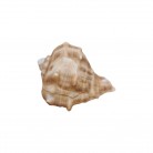 Concha Md Rapana rapiformis