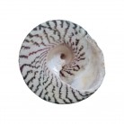Concha Md Tectus pyramis