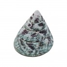 Concha Md Tectus pyramis
