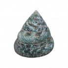 Concha Md Tectus pyramis