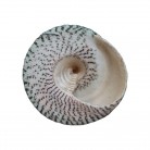 Concha Md Tectus pyramis