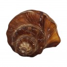 Concha Md Volvulea cochlidium Trapézio