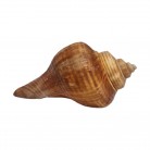 Concha Md Volvulea cochlidium Trapézio