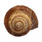 Concha Md Volvulea cochlidium Trapézio
