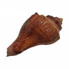Concha Md Volvulea cochlidium Trapézio