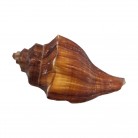 Concha Md Volvulea cochlidium Trapézio