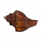 Concha Md Volvulea cochlidium Trapézio