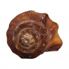 Concha Md Volvulea cochlidium Trapézio