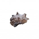 Concha Pq Angaria delphinus