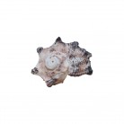 Concha Pq Angaria delphinus