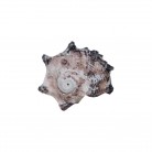 Concha Pq Angaria delphinus