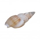 Concha Pq Gastropoda