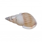 Concha Pq Gastropoda