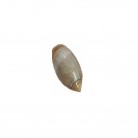 Concha Pq Lettered Olive