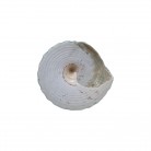Concha Pq Tectus pyramis
