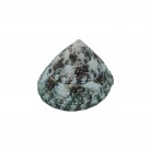 Concha Pq Tectus pyramis