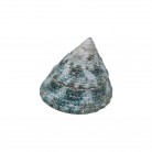 Concha Pq Tectus pyramis