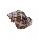 Concha Rapana Venosa