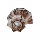 Concha Rapana Venosa