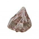 Concha Rochia Nilotica