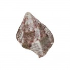 Concha Rochia Nilotica