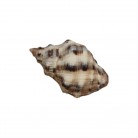 Concha Thais biserialis