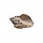 Concha Thais biserialis