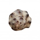 Concha Thais biserialis