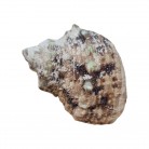 Concha Turbo chrysostomus