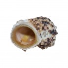 Concha Turbo chrysostomus