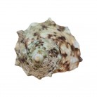 Concha Turbo chrysostomus