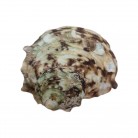Concha Turbo chrysostomus