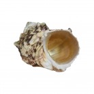 Concha Turbo chrysostomus