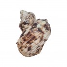 Concha Turbo chrysostomus