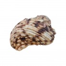 Concha Turbo chrysostomus