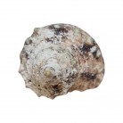 Concha Turbo chrysostomus